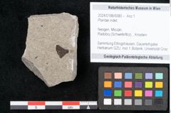 Foto (Objekt + Etikett) von Plantae indet.  (NHMW-GEO-2024-0188-6680)